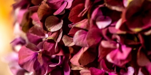 visuel Offre saint Valentin